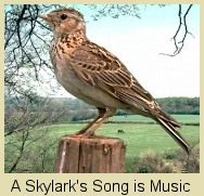 skylark_song (16K)