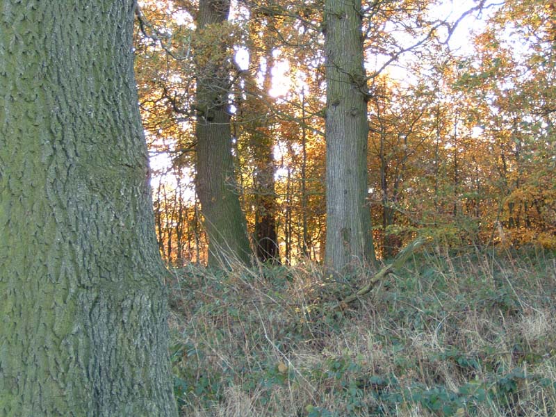 DSCF0116