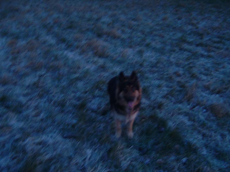 frosty_sas1