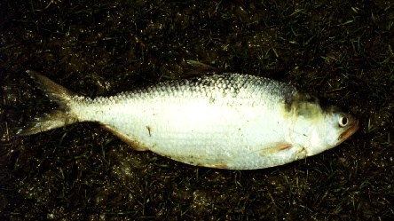 An ilish or Hilsa Shad fish