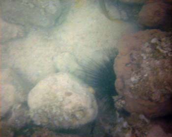 imag0052