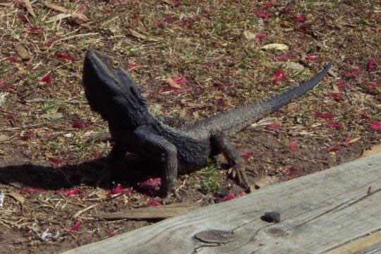 dcp_1502lizard