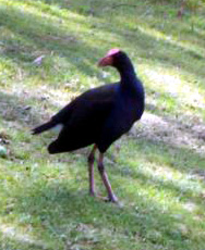 ParamattaBird