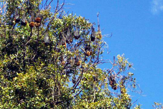 bats