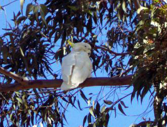 cockatoo