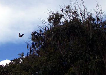 flyingBat2