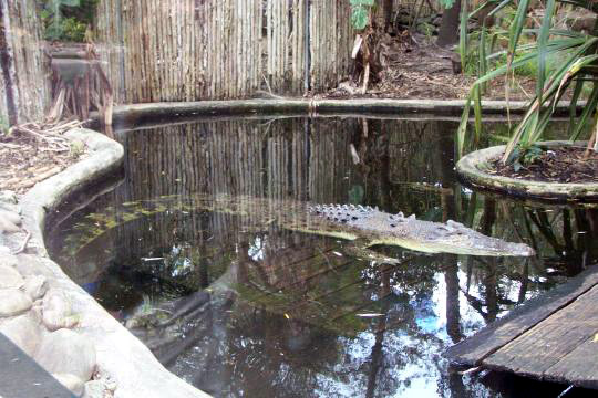 crocodile