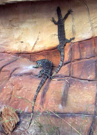 lizards2