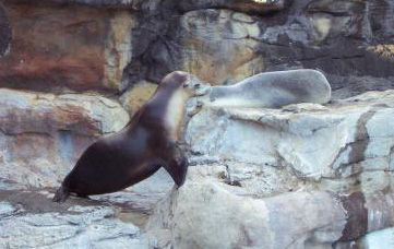 seals