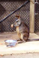 wallaby