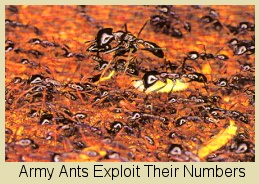 ants (37K)
