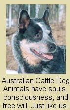 cattledog (24K)
