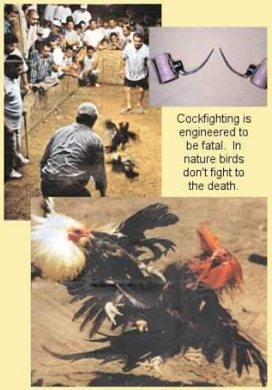 cockfighting (35K)