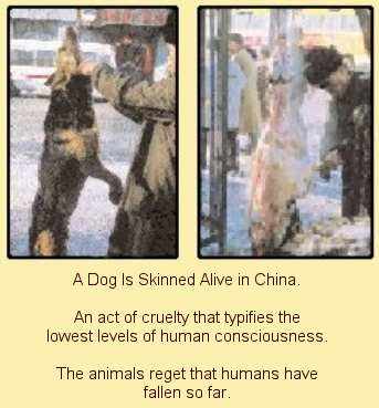 cannibalism in china. better than dogs in China.