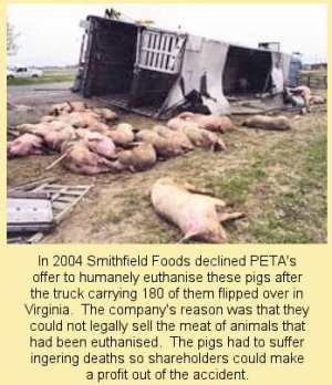 pigssuffered (34K)