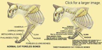 twistyskeletons (17K)